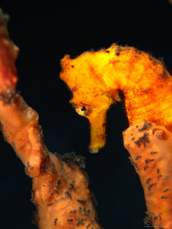 Orange Sea-Horse (Hippocampus Kuda), Bali, Indonesia by Michael Aw Pricing Limited Edition Print image
