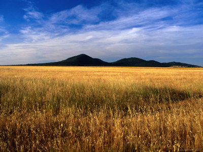 You Yangs Forest Park, You Yangs Forest Reserve, Australia by Chris Mellor Pricing Limited Edition Print image