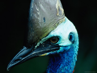 Face Of Cassowary, Australia by Chris Mellor Pricing Limited Edition Print image