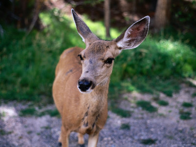 Deer (Odocoileus Hemionus), Rocky Mountain National Park, United States Of America by Chris Mellor Pricing Limited Edition Print image