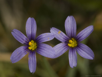 Sisyrinchium Idahoense, Sierra Nevada, Usa by Bob Gibbons Pricing Limited Edition Print image