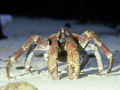 Robber Crab, Birgus Iatro Christmas Island Indian Ocean by Jan Aldenhoven Pricing Limited Edition Print image