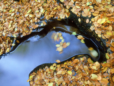 European Beech, Autumn Leaves, Scotland by Niall Benvie Pricing Limited Edition Print image