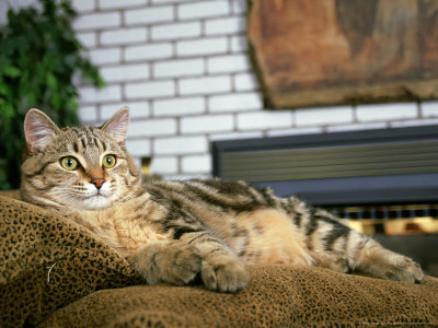 Tabby Cat, Relaxing On Living Room Couch by Alan And Sandy Carey Pricing Limited Edition Print image