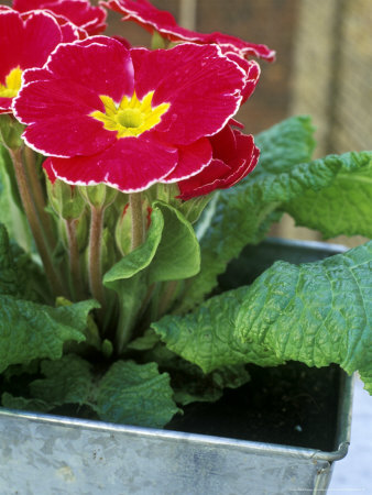 Primula In Metal Pot March by Andrew Lord Pricing Limited Edition Print image