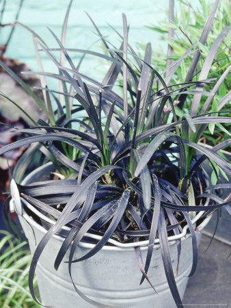Ophiopogon Planiscarpus Nigrescens In Metal Bucket Roof Garden by Andrew Lord Pricing Limited Edition Print image
