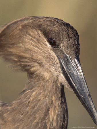 Hammerkop, Kruger National Park, South Africa by Chris And Monique Fallows Pricing Limited Edition Print image