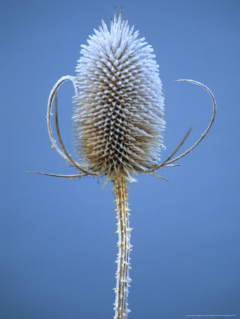 Dipsacus Fullonum (Teasel) by Hemant Jariwala Pricing Limited Edition Print image