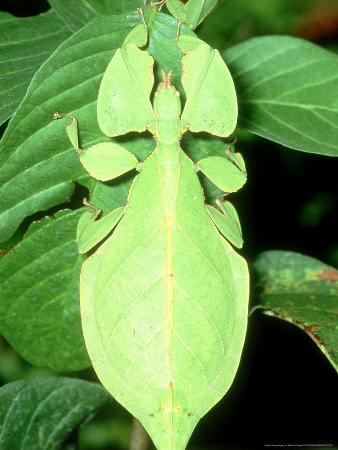 Leaf Insect, Malaysia by Michael Fogden Pricing Limited Edition Print image