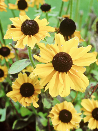 Earwig Damage To Flowers Rudbeckia Hirta Toto Late by Andrew Lord Pricing Limited Edition Print image