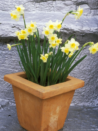 Narcissus Minnow (Tazetta) In Square Terracotta Pot Roof Terrace In March by Andrew Lord Pricing Limited Edition Print image