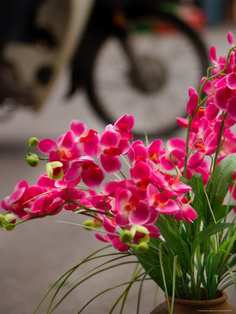 Colourful Flowers On Street by Jon Armstrong Pricing Limited Edition Print image