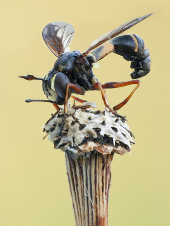 Conopid Fly Sitting On A Dry Flower Head (Physocephala Rufipes), Stockholm, Sweden by John Hallmen Pricing Limited Edition Print image