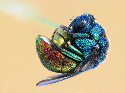A 7Mm Long Jewel Or Cockoo Wasp (Chrysididae) by John Hallmen Pricing Limited Edition Print image