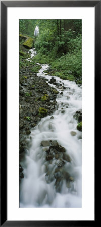 Stream Flowing Through A Forest, Wahkeena Waterfall, Columbia River Gorge, Oregon, Usa by Panoramic Images Pricing Limited Edition Print image