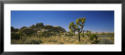 Rock Formations On A Landscape, Joshua Tree National Monument, California, Usa by Panoramic Images Pricing Limited Edition Print image