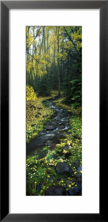 Stream Flowing Through Forest by Panoramic Images Pricing Limited Edition Print image