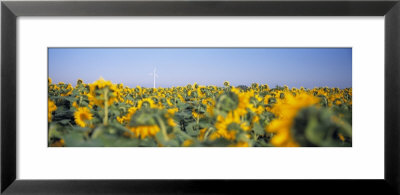 Wind Turbine In A Field Of Sunflowers, Baden-Wurttemberg, Germany by Panoramic Images Pricing Limited Edition Print image