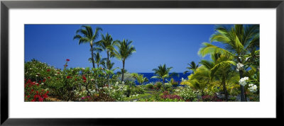 Palm Trees In A Garden, Tropical Garden, Kona, Hawaii, Usa by Panoramic Images Pricing Limited Edition Print image