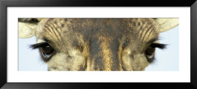 Maasai Giraffes Eyes by Panoramic Images Pricing Limited Edition Print image