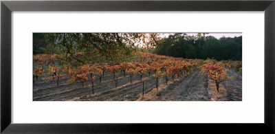 Vineyard On A Landscape, Sonoma County, California, Usa by Panoramic Images Pricing Limited Edition Print image