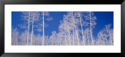 Aspen Trees In A Forest, Utah, Usa by Panoramic Images Pricing Limited Edition Print image