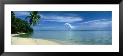 Palm Tree On A Coast, French Polynesia by Panoramic Images Pricing Limited Edition Print image