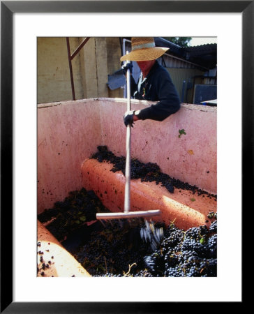 Bulk Bin Of Grapes And Vineyard Worker, Western Australia, Australia by John Hay Pricing Limited Edition Print image