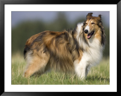 Dog, Collie, Germany by Thorsten Milse Pricing Limited Edition Print image