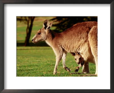 Kangaroo And Joey On Bellarine Peninsula, Barwon Heads, Victoria, Australia by John Banagan Pricing Limited Edition Print image