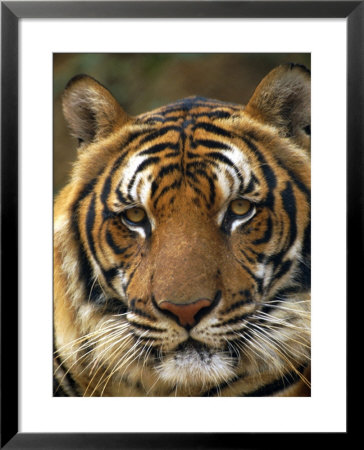 Portrait Of An Indo Chinese Tiger, Tiger Sanctuary, Khao Pardap Chan, Thailand by Louise Murray Pricing Limited Edition Print image