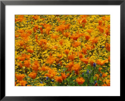 California Poppies And Goldfields Dance In The Wind After A Rainfall by Jonathan Blair Pricing Limited Edition Print image