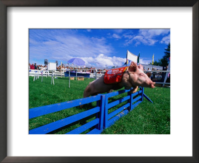 All Alaskan Racing Pig Jumping Fence In Race At Alaska State Fair, Palmer, Alaska by Brent Winebrenner Pricing Limited Edition Print image