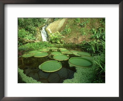 The Eden Project, Victoria Cruziana, Uk by David Cayless Pricing Limited Edition Print image
