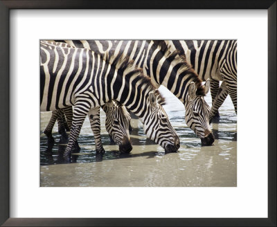 Burchell's Zebra (Equus Burchelli), Drinking, Tarangire National Park, Tanzania, East Africa by James Hager Pricing Limited Edition Print image