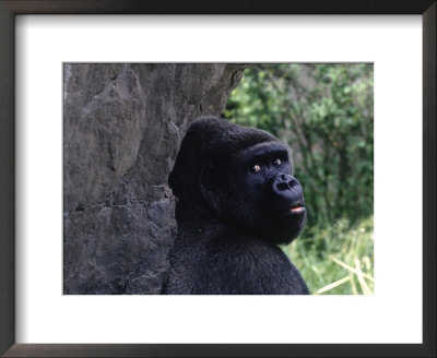 Gorilla, Franklin Park Zoo, Boston by Harold Wilion Pricing Limited Edition Print image