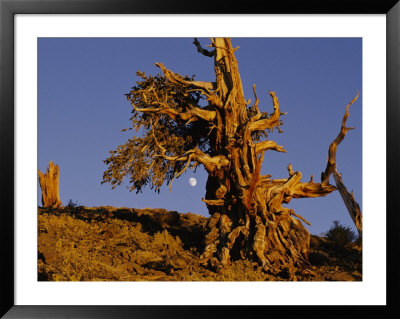 Ancient Bristlecone Pine Forest In The White Mountains Near Bishop by Michael S. Lewis Pricing Limited Edition Print image