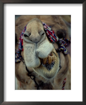 Close-Up Of A Camel by Jodi Cobb Pricing Limited Edition Print image
