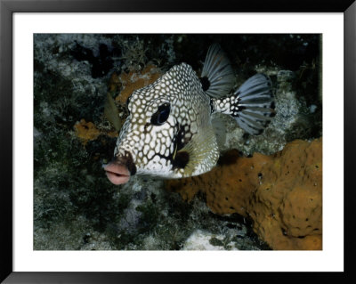 A Smooth Trunkfish Emerges From The Coral by Wolcott Henry Pricing Limited Edition Print image