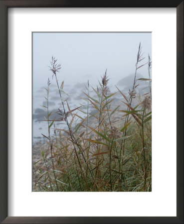 Looking Through Sea Grass To A Rocky Beach In The Fog, Block Island, Rhode Island by Todd Gipstein Pricing Limited Edition Print image