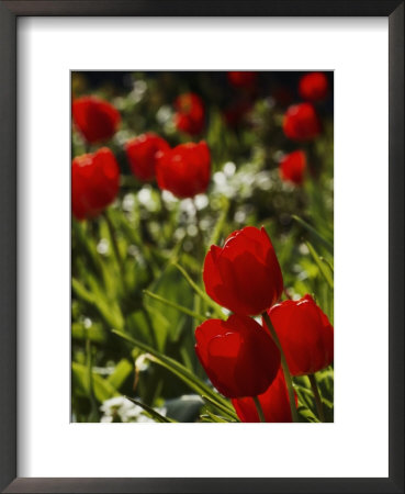Close View Of Tulip Bulbs by Anne Keiser Pricing Limited Edition Print image