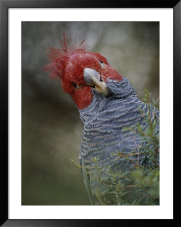 Colorful Portrait Of A Gang-Gang Cockatoo by Jason Edwards Pricing Limited Edition Print image