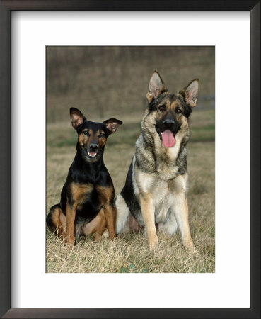 German Shepherd And Mixed Breed Dogs by Petra Wegner Pricing Limited Edition Print image