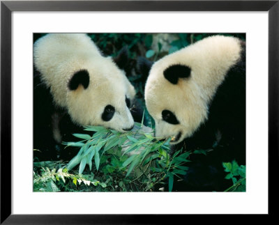 Pandas Eating Bamboo, Wolong, Sichuan, China by Keren Su Pricing Limited Edition Print image