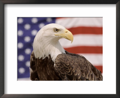 American Bald Eagle Portrait Against Usa Flag by Lynn M. Stone Pricing Limited Edition Print image