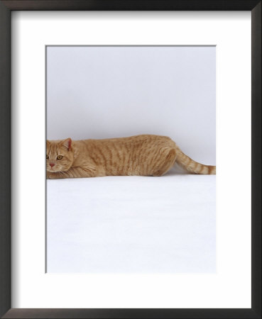 Domestic Cat, Cream British Shorthair Male Cat, Crouching Down by Jane Burton Pricing Limited Edition Print image