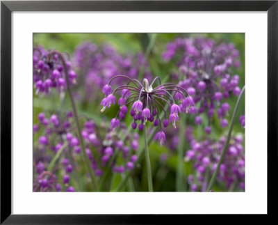 Allium Cernuum by Mark Bolton Pricing Limited Edition Print image