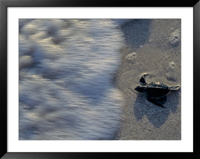 Fauna, Sea Turtles, Yucatan, Mexico by Kenneth Garrett Pricing Limited Edition Print image