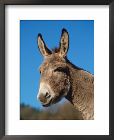 Domestic Donkey Head Portrait, Europe by Reinhard Pricing Limited Edition Print image