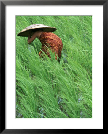 Person In Rice Paddies, Bali, Indonesia by Peter Adams Pricing Limited Edition Print image